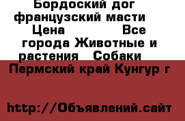 Бордоский дог ( французский масти)  › Цена ­ 50 000 - Все города Животные и растения » Собаки   . Пермский край,Кунгур г.